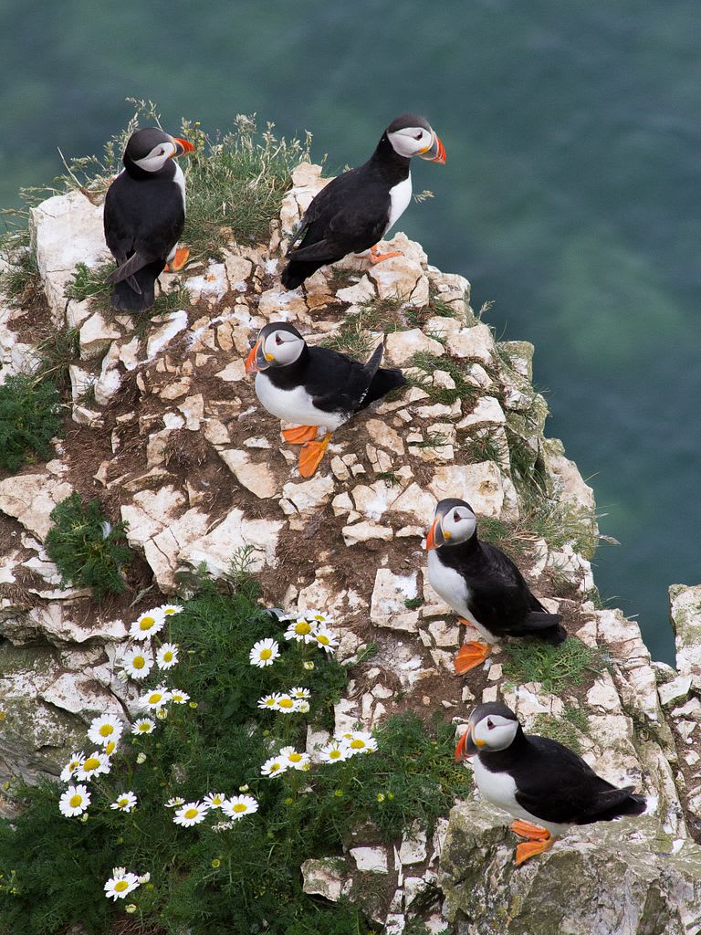 Five Little Puffins Sitting on a Rock!